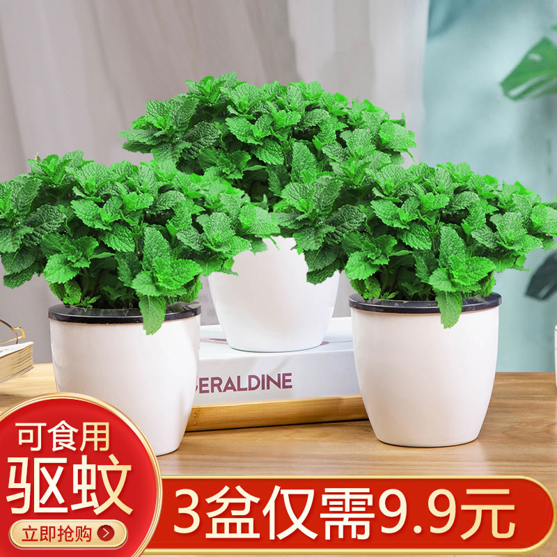柠檬薄荷盆栽可食用水培花卉花苗