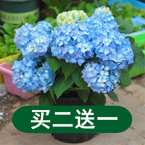 无尽绣球花苗盆栽花苞四季开花植