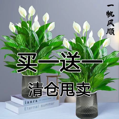 红掌白一帆风顺盆栽水培养