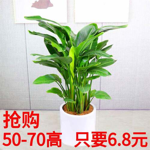 网红客厅植物鹤望兰室内盆栽
