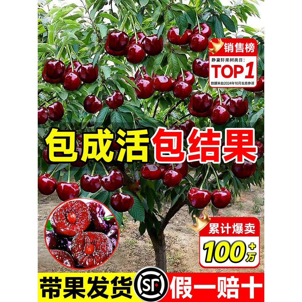 正宗车厘子树苗大樱桃树苗果树果苗嫁接矮化盆栽水果树南方北种植