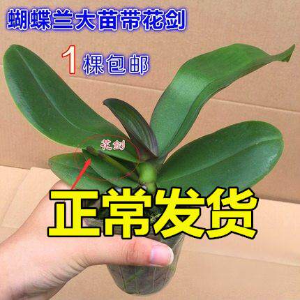 蝴蝶兰花苗带花剑带花苞盆栽兰花大苗客厅室