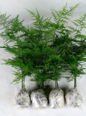 文竹盆栽绿植花卉盆景植物室内客厅水培文松云竹文竹大苗四季常青