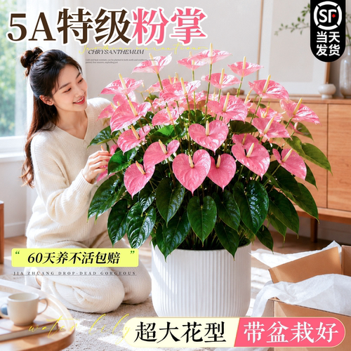 粉掌盆栽带花绿植室内桌面花卉
