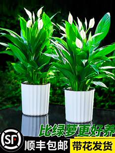 白掌大盆栽一帆风顺水培室内好养花卉绿萝箩植物水养红掌四季 易活