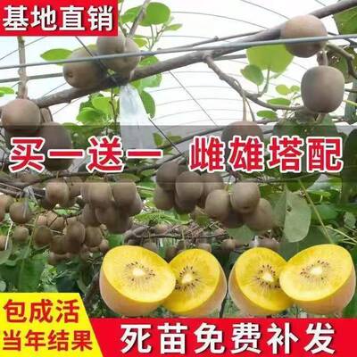 嫁接猕猴桃苗红心徐香软枣猕猴桃树苗地栽当年结果南北方种植庭院