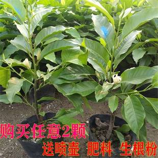 室外白兰花盆栽树苗耐寒黄角兰白玉兰带花盆栽浓香当年开花四季