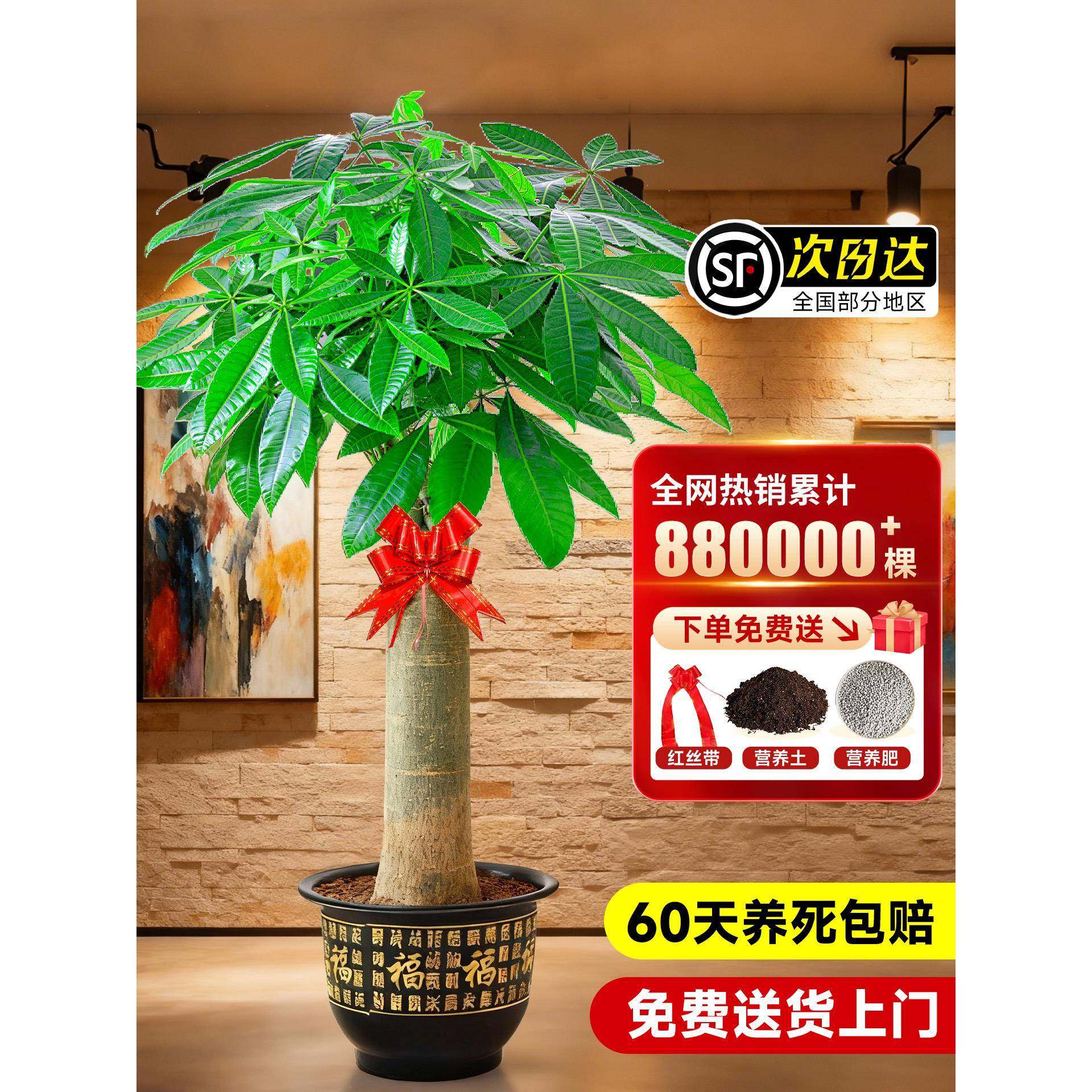 大型绿植发财树客厅大盆栽旺宅好养办公室内乔迁开业送礼招财植物