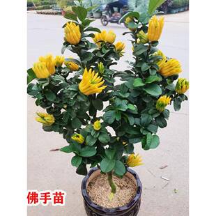 特大金华佛手苗果树四季佛手苗南北方庭院地栽盆栽室内当年结果苗