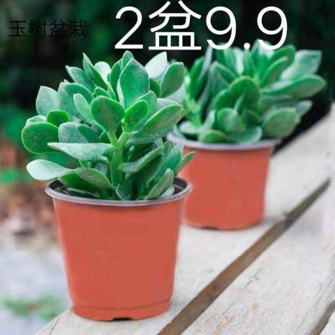 盆栽玉树一送耐寒多肉植物室内