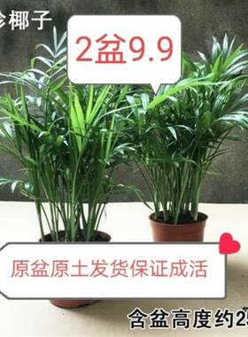 【袖珍椰子2盆9.9】散尾葵凤尾竹四季常青好养绿植懒人花卉观叶
