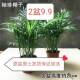 常青好养绿植懒人花卉观叶 散尾葵凤尾竹四季 袖 珍椰子2盆9.9