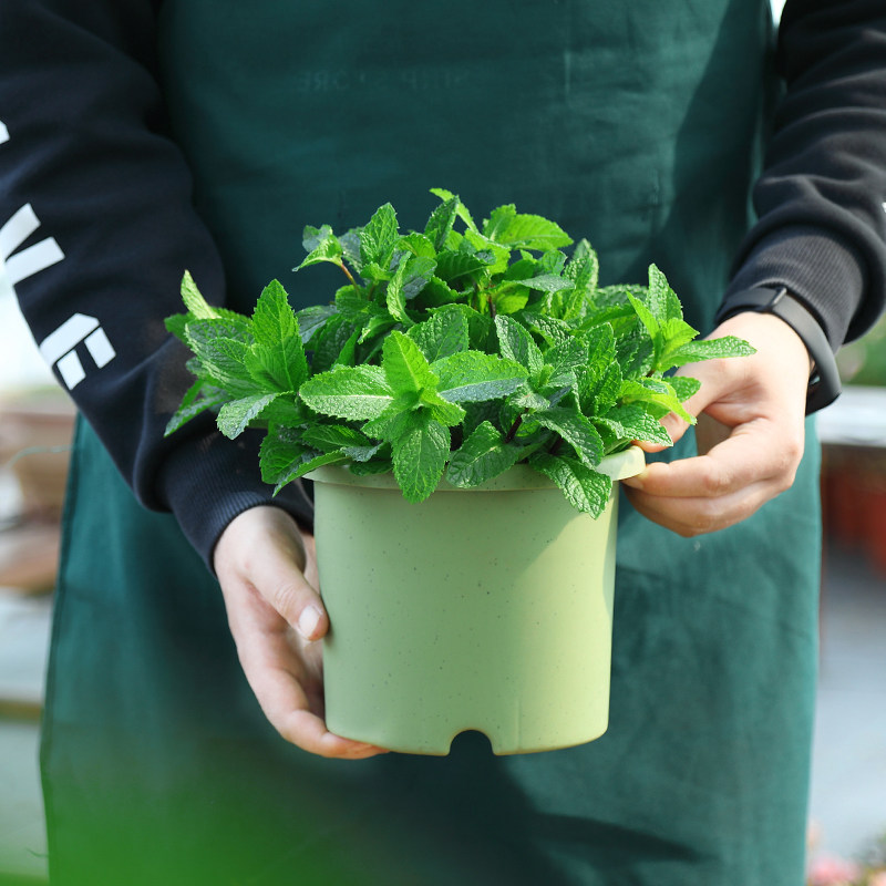薄荷盆栽办公室不开