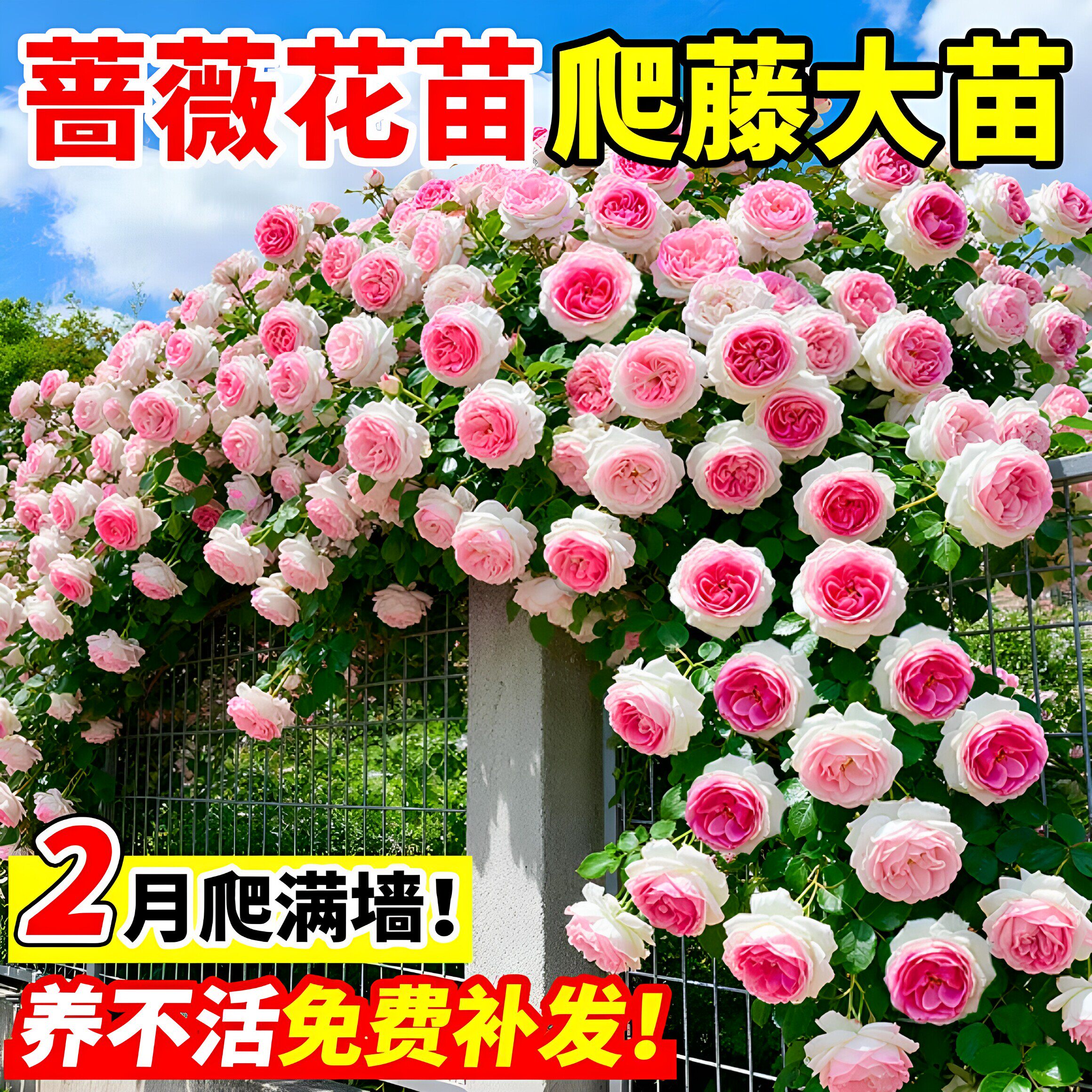 蔷薇花苗藤本月季花树大苗