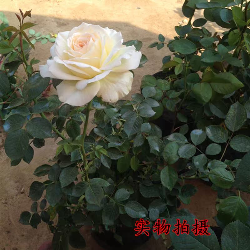 月季花苗法国香水大花月季浓香型花苗带花苞室内月季苗盆栽带花