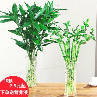 富贵竹水培植物观音竹转运竹弯竹绿萝桌面小盆栽大叶竹开运竹龙竹