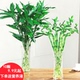 富贵竹水培植物观音竹转运竹弯竹绿萝桌面小盆栽大叶竹开运竹龙竹