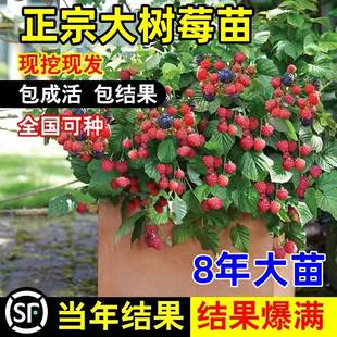 树莓苗双季覆盆子果树苗盆栽地栽南北方种植当年结果红黄树莓果苗