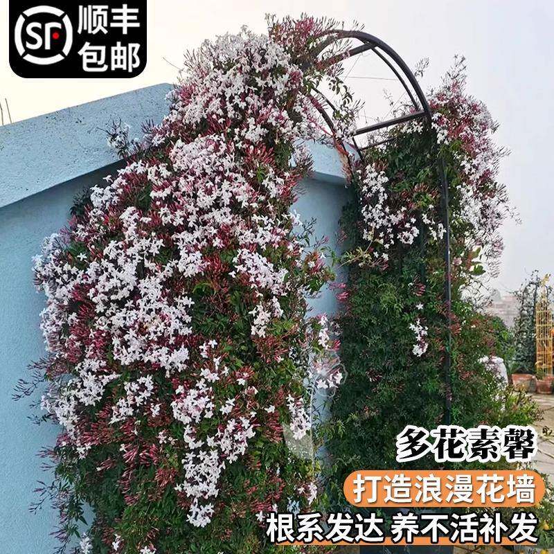 多花素馨盆栽带花苗多年生藤本攀援爬藤观花植物浓香四季开花机器