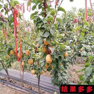 梨树果苗嫁接苗沙梨秋月梨皇冠梨树果苗活苗南北方种植盆栽地栽苗
