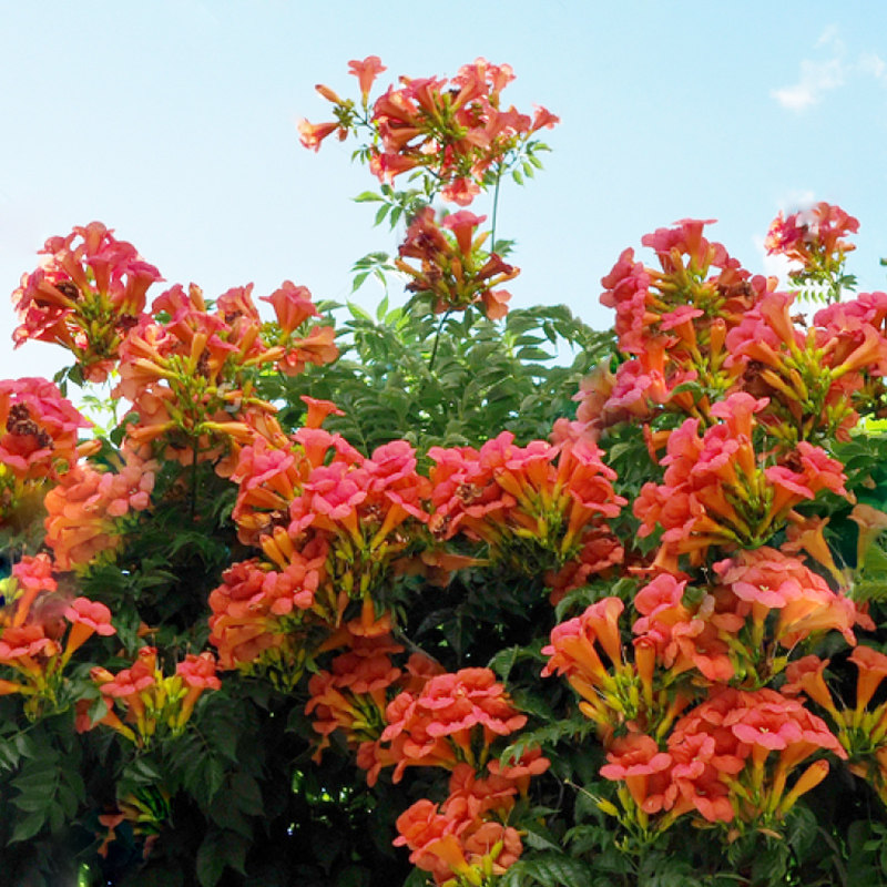 凌霄花苗爬藤植物美国俄罗斯灵霄花老桩花卉阳台庭院四季开花盆栽