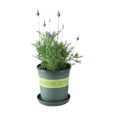 薰衣草带花苞阳台盆栽