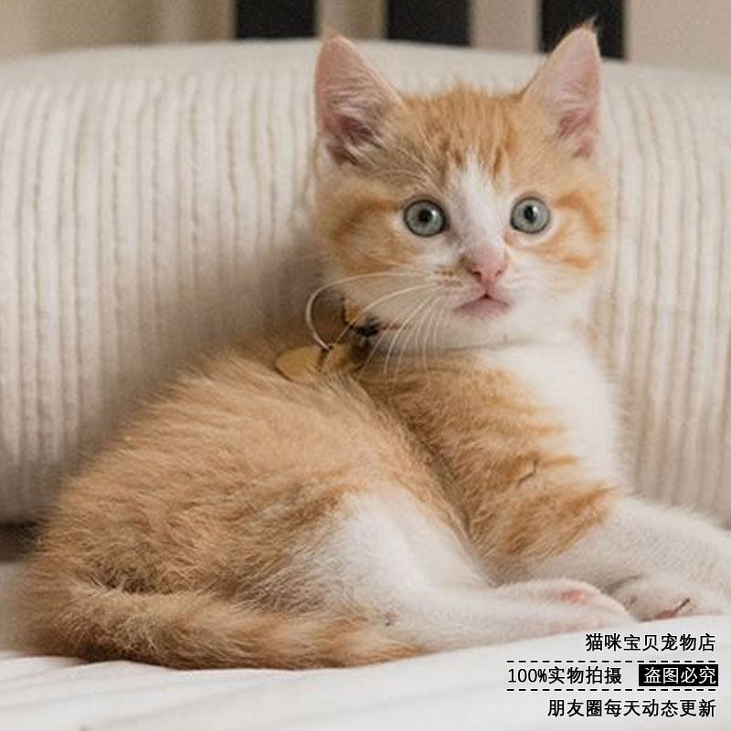 热卖中华田园猫狸花猫狸白猫橘猫土猫家猫宠物