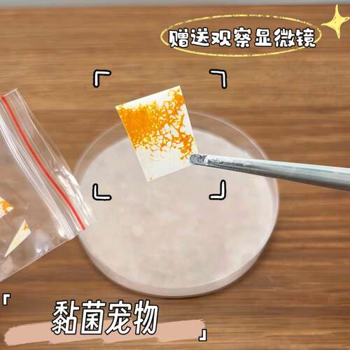 学生科学黏菌宠物饲养套装菌核培
