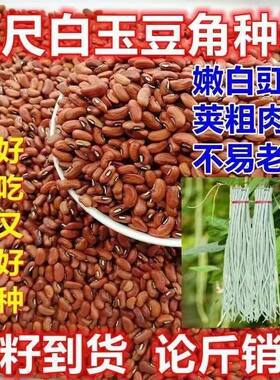 老品种三尺白玉豇豆种籽