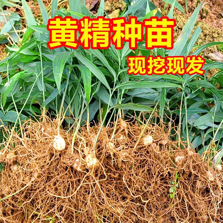 高杆多花姜型不倒苗甜黄图片