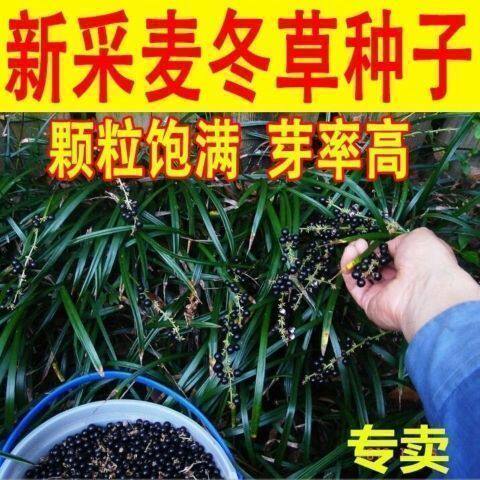 新采麦冬草种子 玉龙草种子 麦冬种子 矮麦冬苗草籽 绿化草坪种子