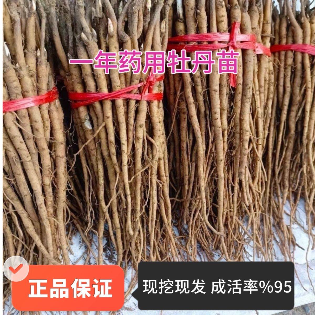 牡丹苗正宗原产地药用一年牡丹苗油用牡丹苗凤丹苗2025现挖现发