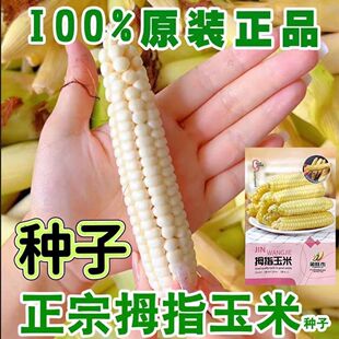 西双版纳香糯拇指小玉米种云南拇指玉米种籽子孑牛奶手指种子大全