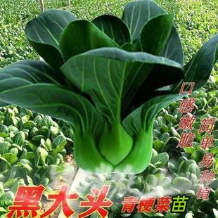 苏州青菜苗原土直发黑大头矮脚青菜苗耐寒耐热盆栽庭院田园易栽培