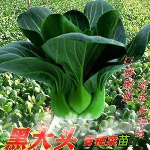 苏州青菜苗原土直发黑大