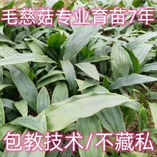 毛慈菇苗可盆栽绿植山慈菇果夹种植小白及冰球子苗独蒜兰基地