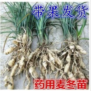 天然野生麦冬苗药用麦冬苗块根中药麦冬苗食用庭院植物绿化工程苗