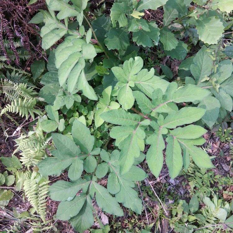紫花前胡种子 鸡脚前胡 山独活 官前胡 湿紫花前胡多年生草本植物