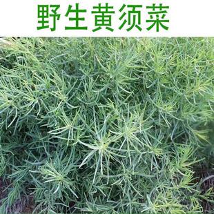 野生黄须菜种子凉拌野菜黄席菜海英菜盐蒿菜碱蓬菜黄西菜海英菜籽
