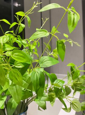 水竹叶 超灵动反正绿色叶子 野趣感 软枝 仿真花