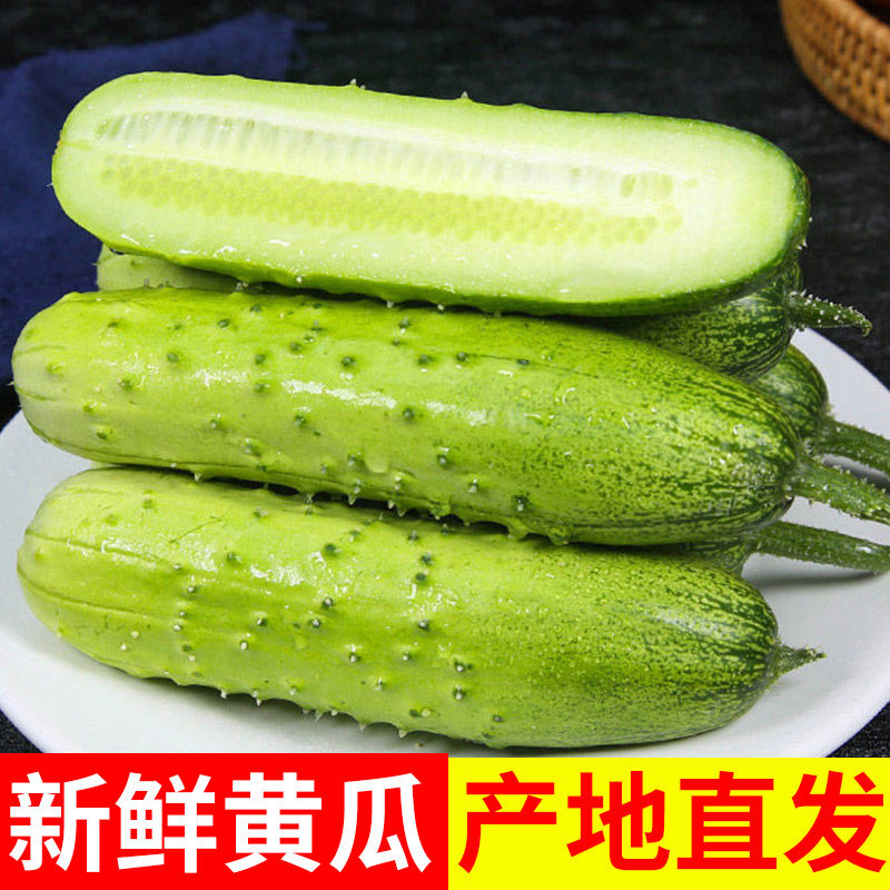 批发新鲜黄瓜山东特产旱黄瓜农家自种当季蔬菜青瓜生吃包邮