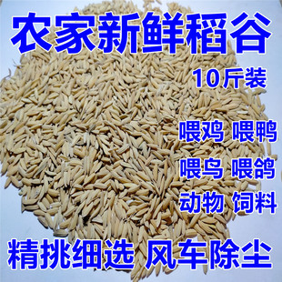 稻谷带壳10斤喂鸡鸭鹅鸽鸟食圈养禽水稻谷种子宠物新鲜原粮饲料