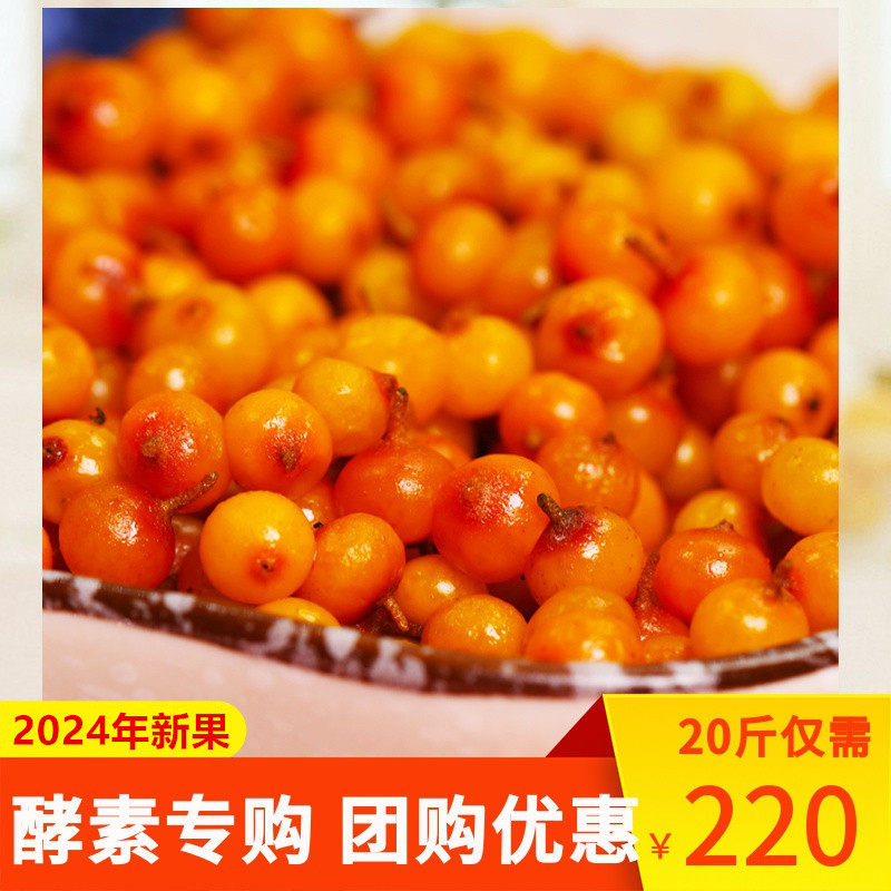 野生新鲜沙棘果20斤鲜果包邮正品吕梁特产醋柳果特级沙棘酵素榨汁
