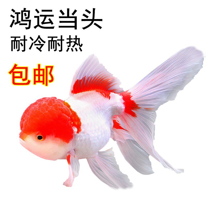 精品丹顶红 鹤顶红金鱼观赏鱼 冷水鱼 鸿运当头 招财金鱼