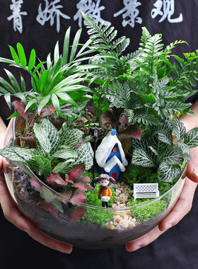 20c苔藓diy微景观生态瓶绿植物种植材料包切组合套装暖场活动大号