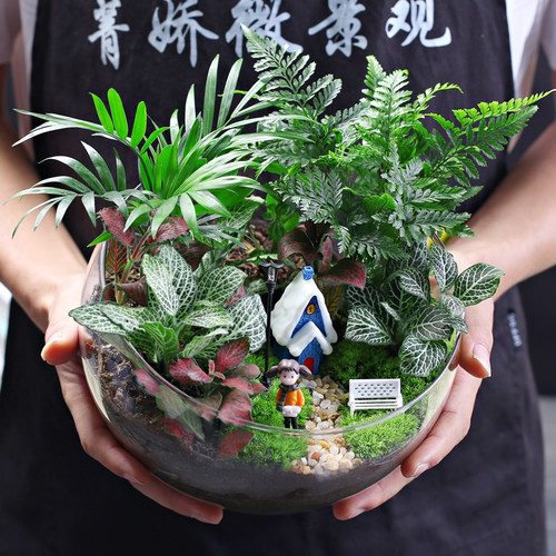 菁娇微景观迷你植物盆栽独立包装