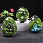 高品质蛋型瓶子苔藓微景观 人工驯化苔藓好养易活微景观DIY材料包