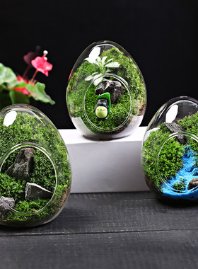 高品质蛋型瓶子苔藓微景观 人工驯化苔藓好养易活微景观DIY材料包