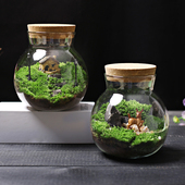 O玻璃瓶苔藓微景观创意送男女礼物苔藓生态瓶diy绿植盆栽大瓶好养