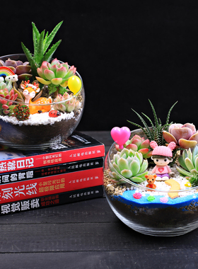 15c切多肉植物创意生态微景观组合盆栽肉肉拼盘套装DIY材料包礼物